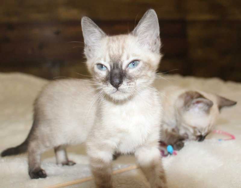 Brown/Snow/Silver/Charcoal Bengal Kittens WhatsApp: +27842597191