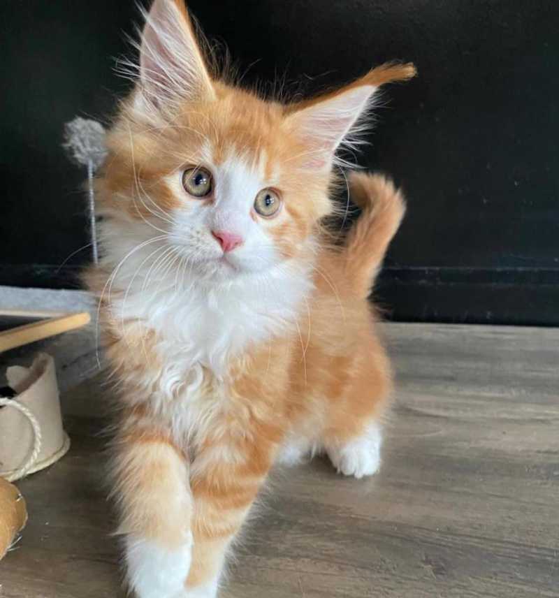 Maine Coon Kittens WhatsApp: +27842597191